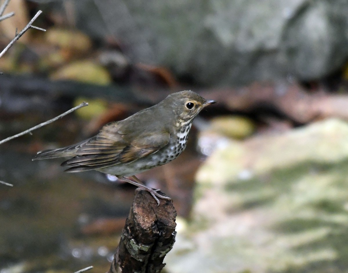 drozd západní - ML642948361