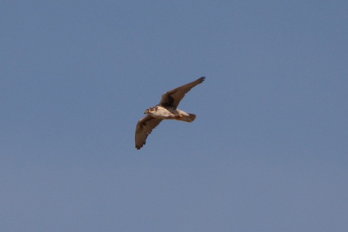 Prairie Falcon - ML642948362