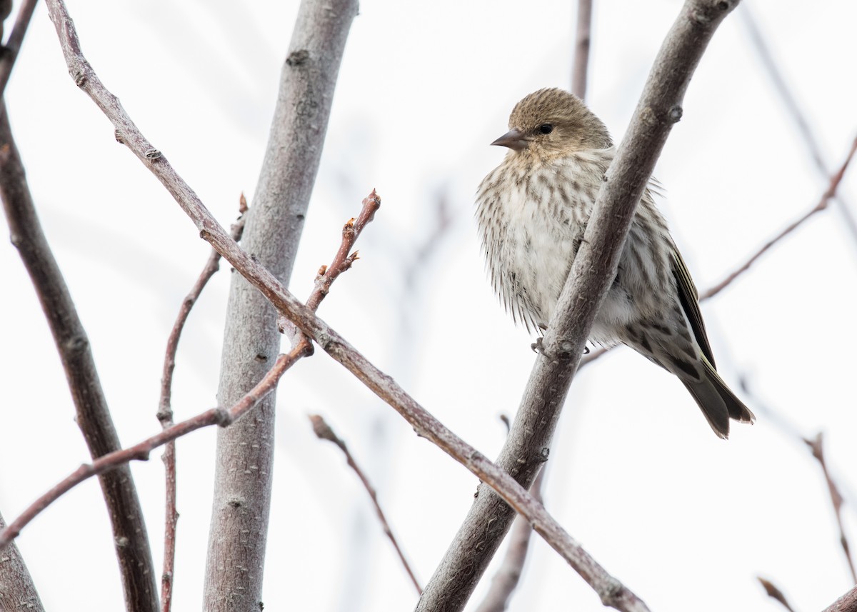 Pine Siskin - ML642948369