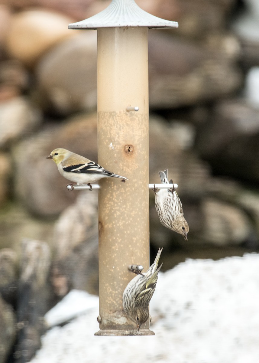 American Goldfinch - ML642948375