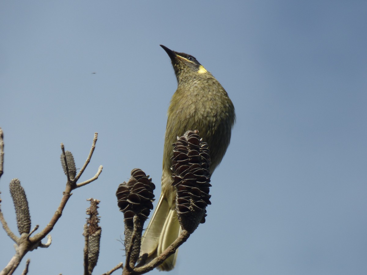Lewin's Honeyeater - ML642948376