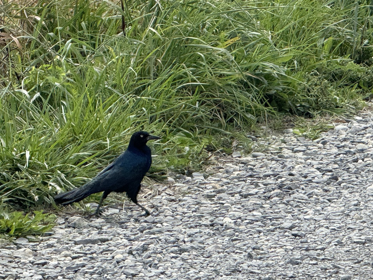 Boat-tailed Grackle - ML642948379