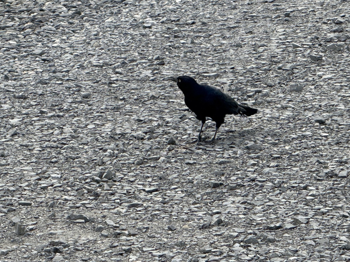 Boat-tailed Grackle - ML642948381