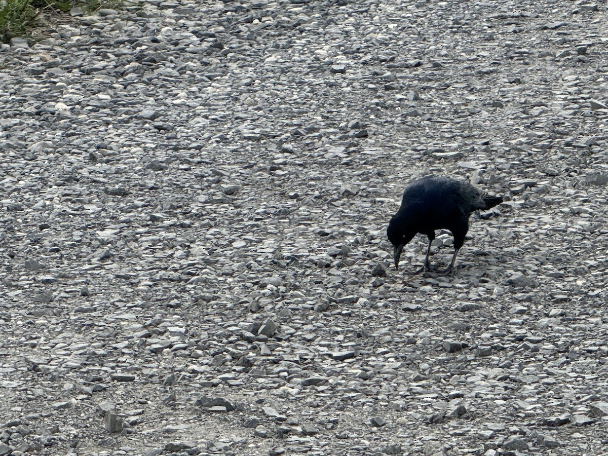 Boat-tailed Grackle - ML642948382
