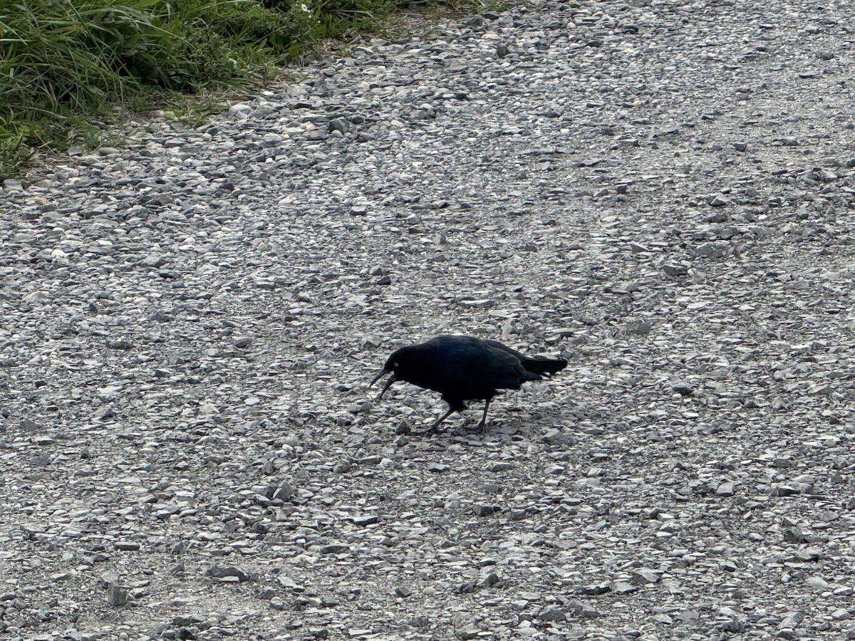 Boat-tailed Grackle - ML642948384