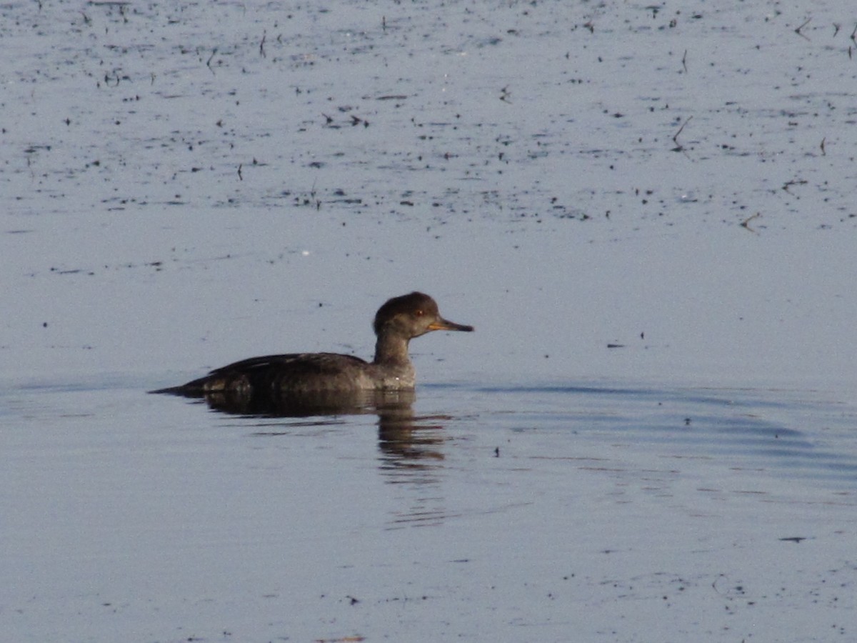Hooded Merganser - ML642948389