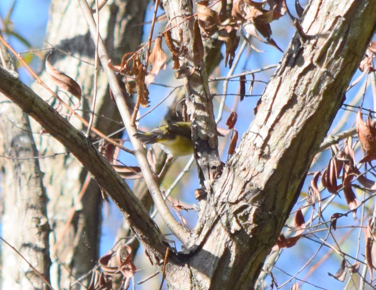 Vireo begigorria - ML642948390