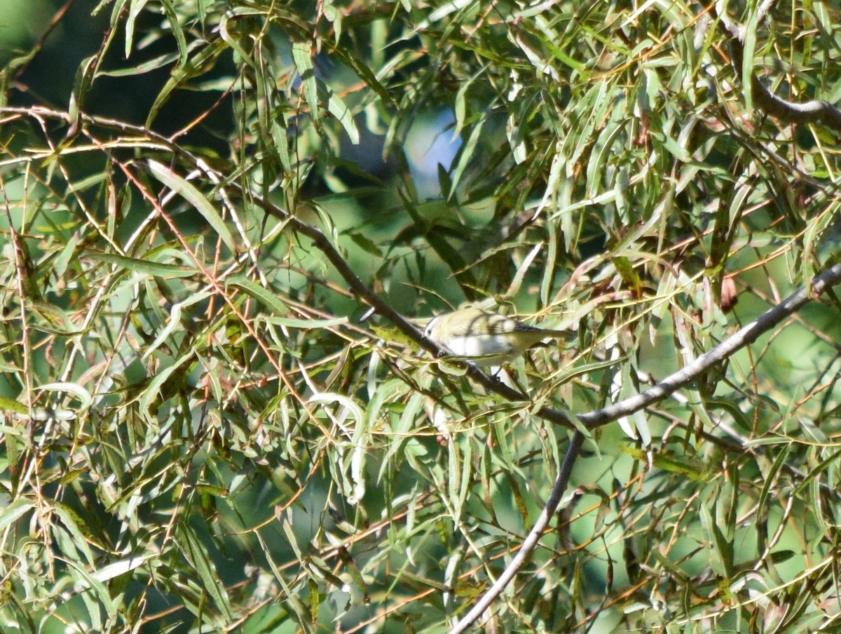 Vireo begigorria - ML642948391