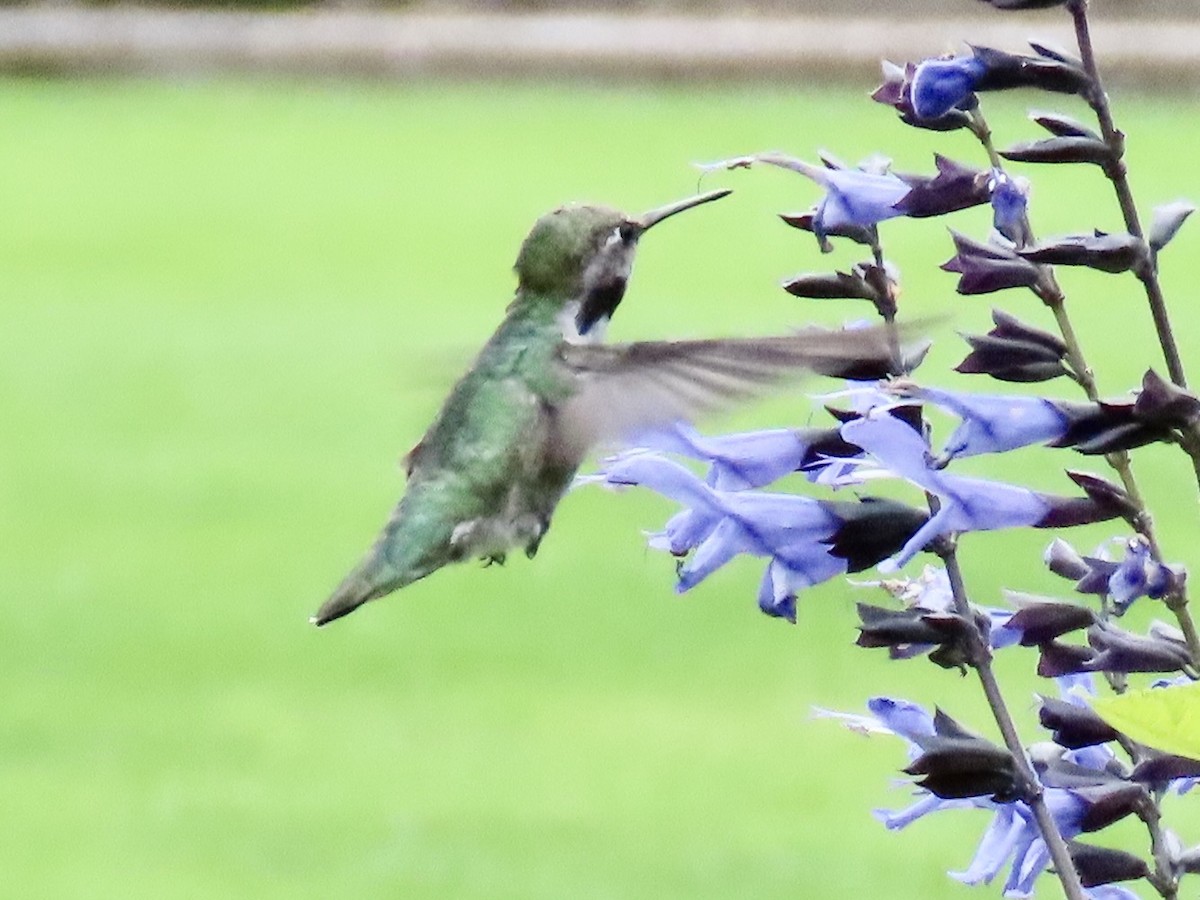 Anna's Hummingbird - ML642948392