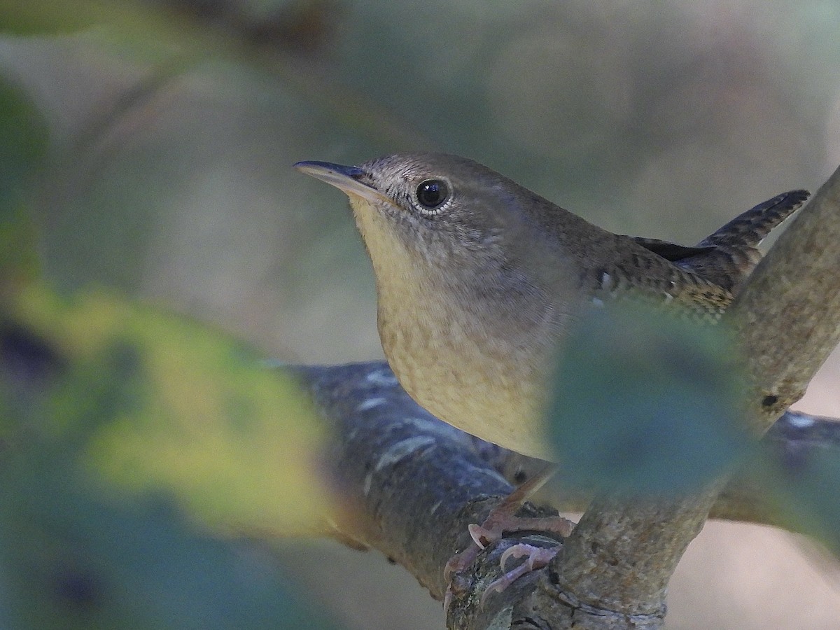 Northern House Wren - ML642948393