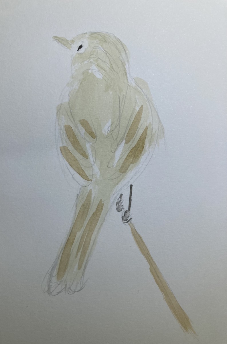 Hammond's Flycatcher - ML642948394