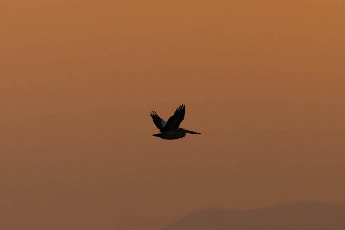 Australian Pelican - ML642948395