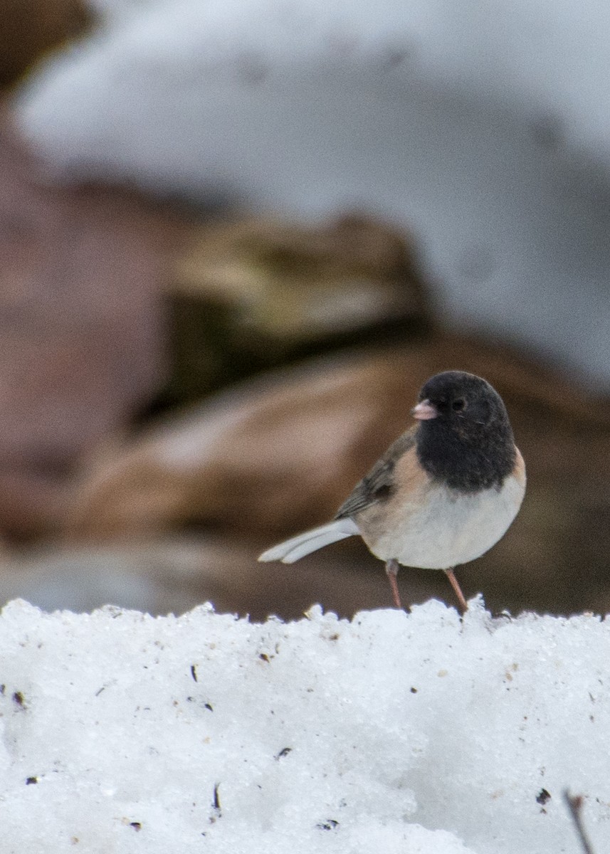 Dark-eyed Junco (Oregon) - ML642948397