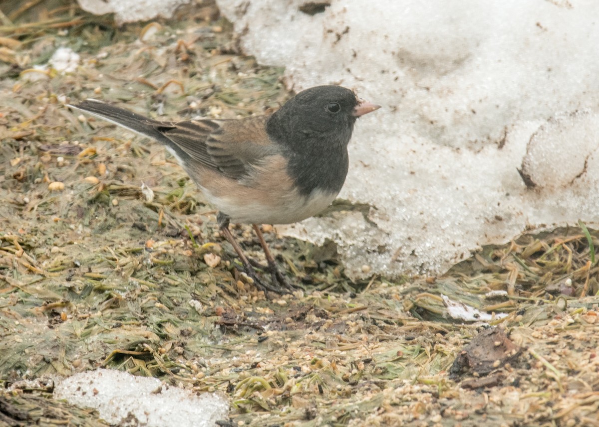 Dark-eyed Junco (Oregon) - ML642948398