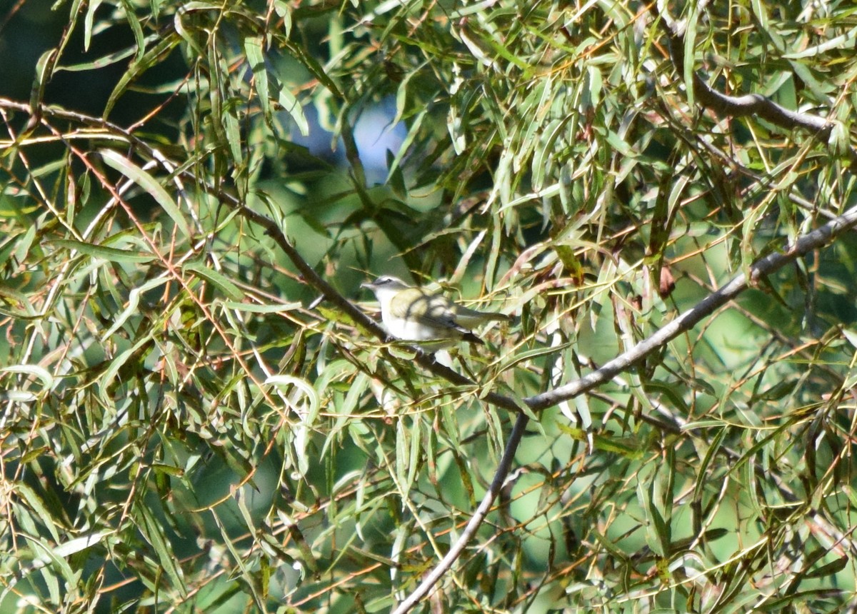 Vireo begigorria - ML642948400