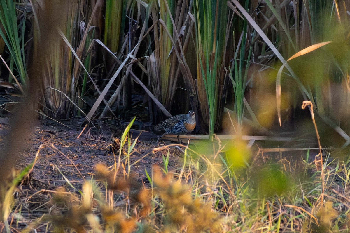 Buff-banded Rail - ML642948404