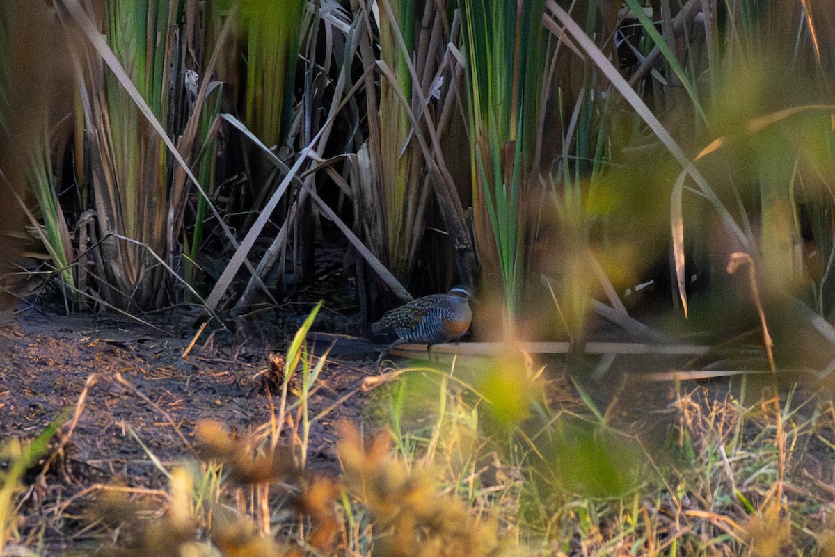 Buff-banded Rail - ML642948405