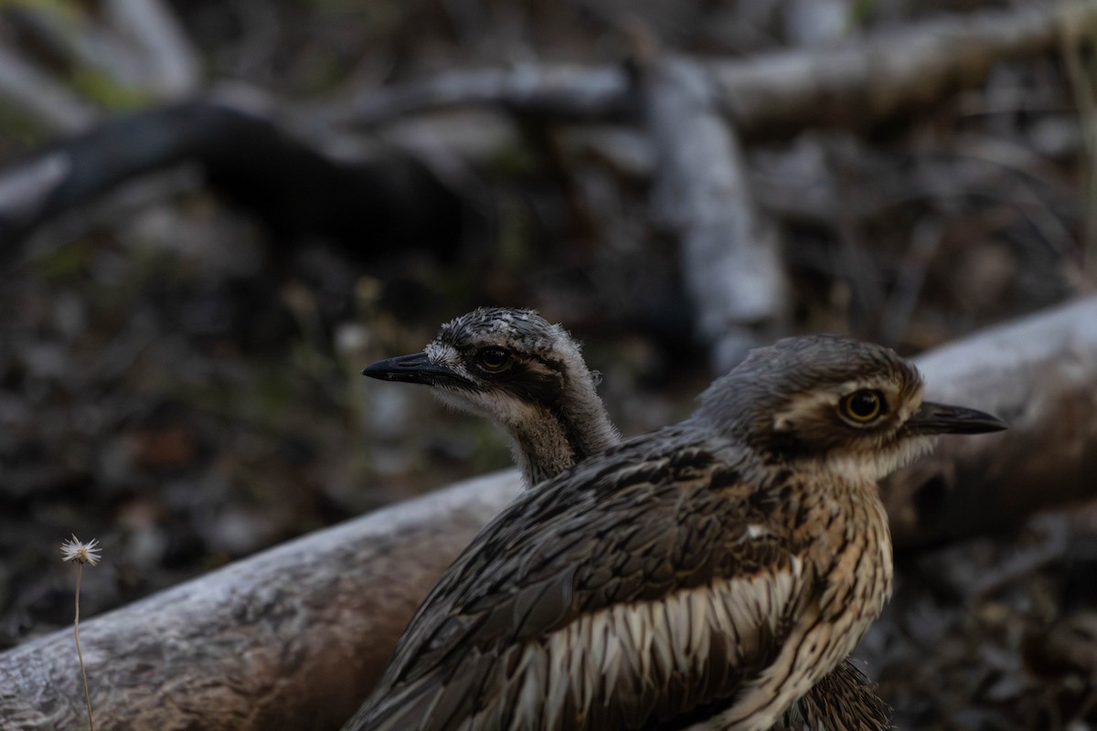 Bush Thick-knee - ML642948410