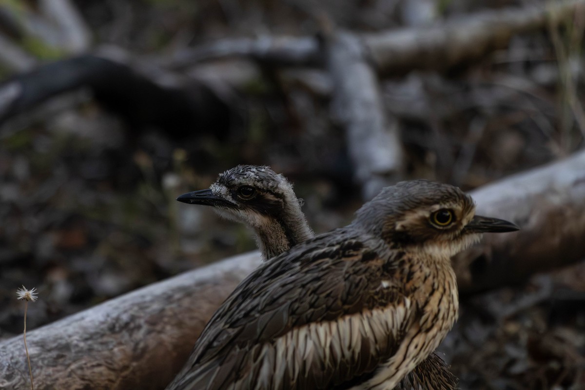 Bush Thick-knee - ML642948411