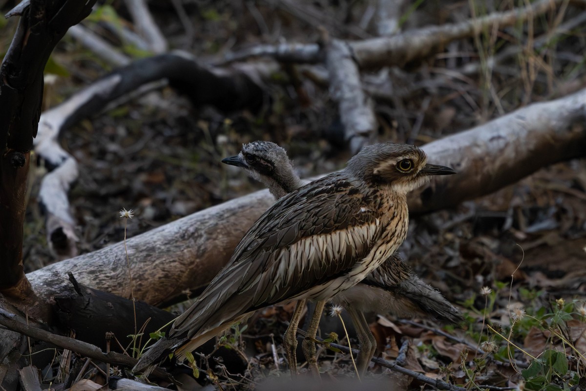 Bush Thick-knee - ML642948412