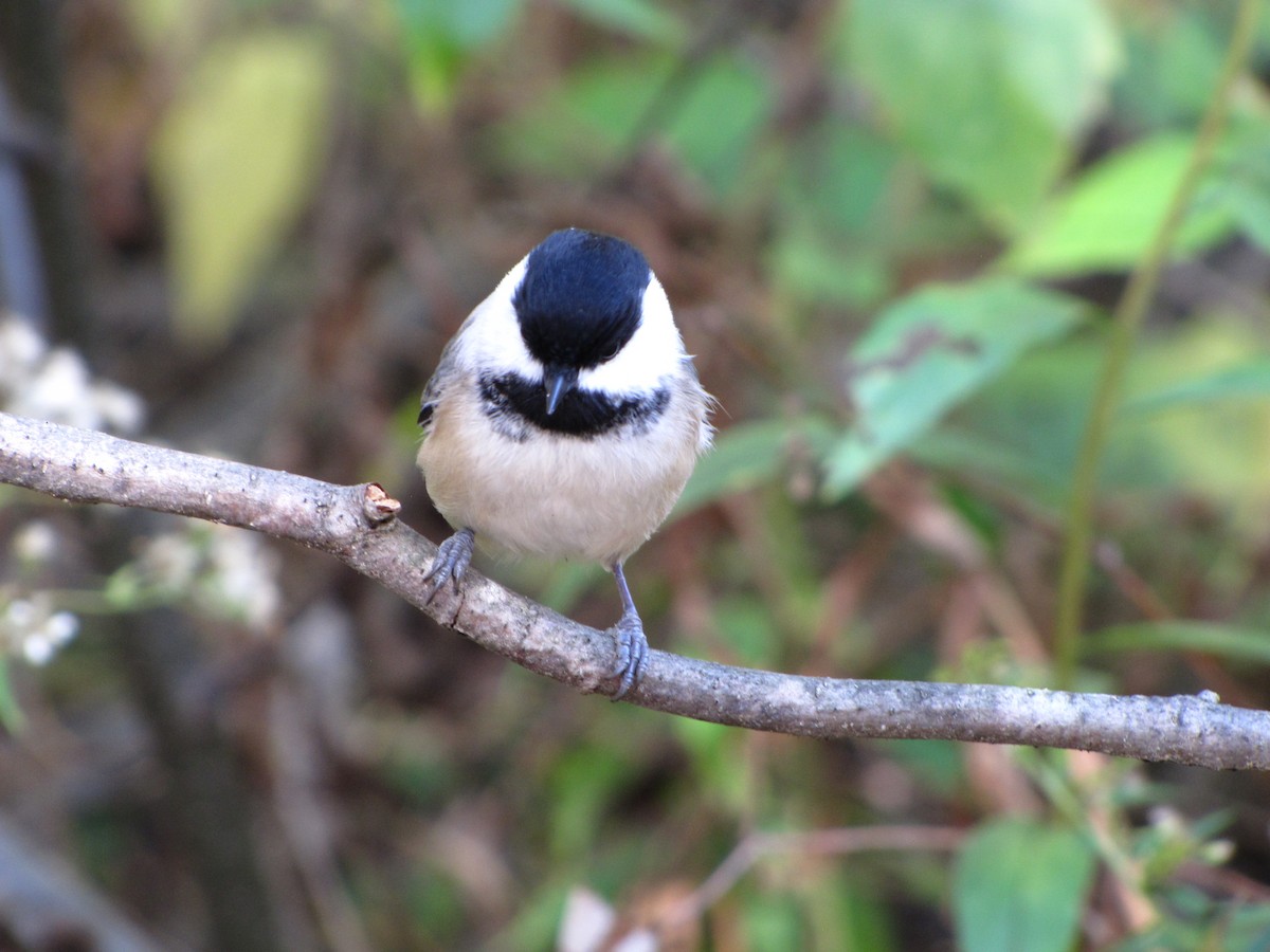 Black-capped Chickadee - ML642948413
