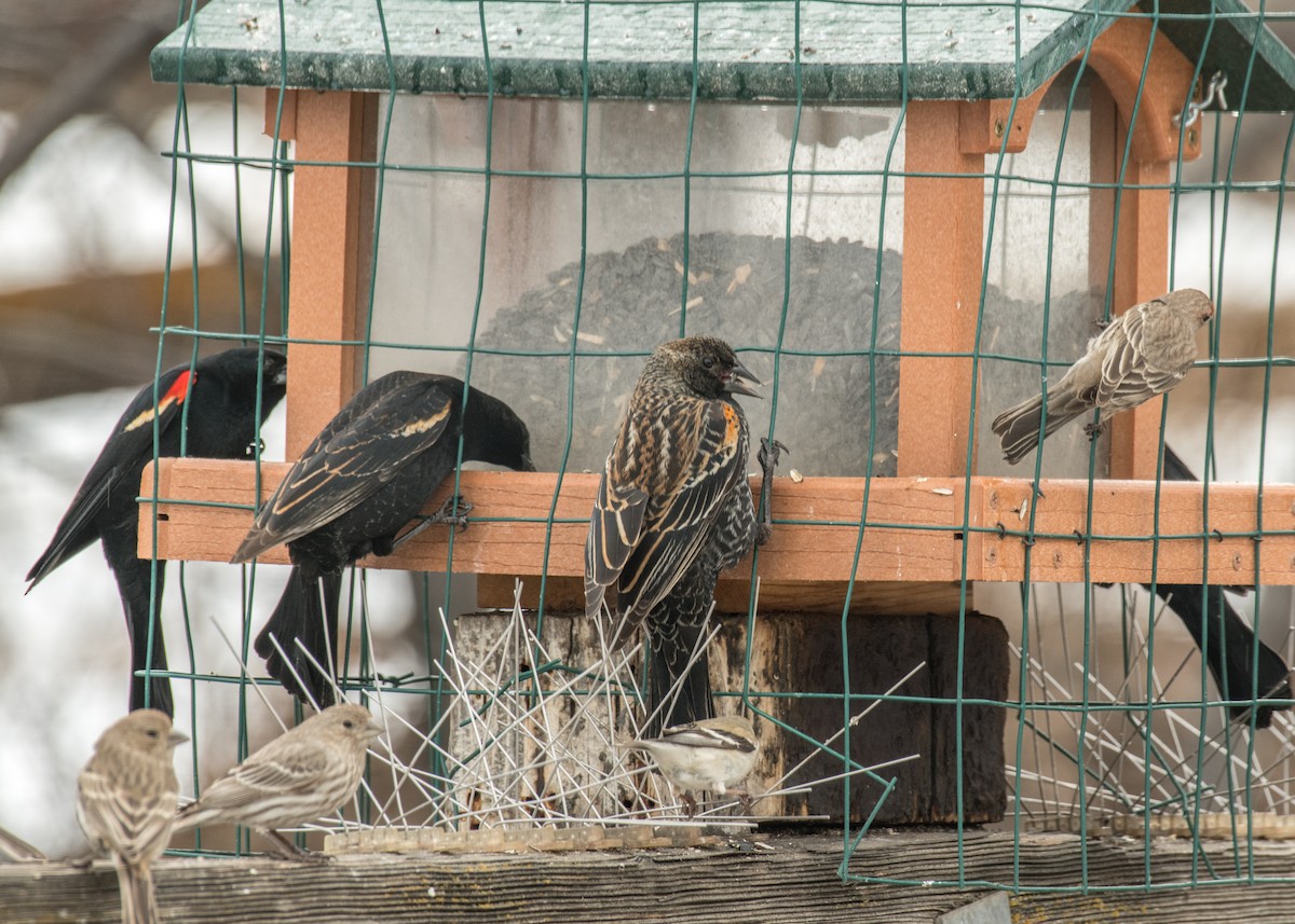 Red-winged Blackbird - ML642948415