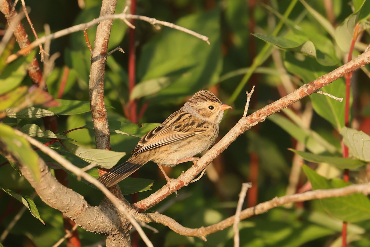 Clay-colored Sparrow - ML642948416