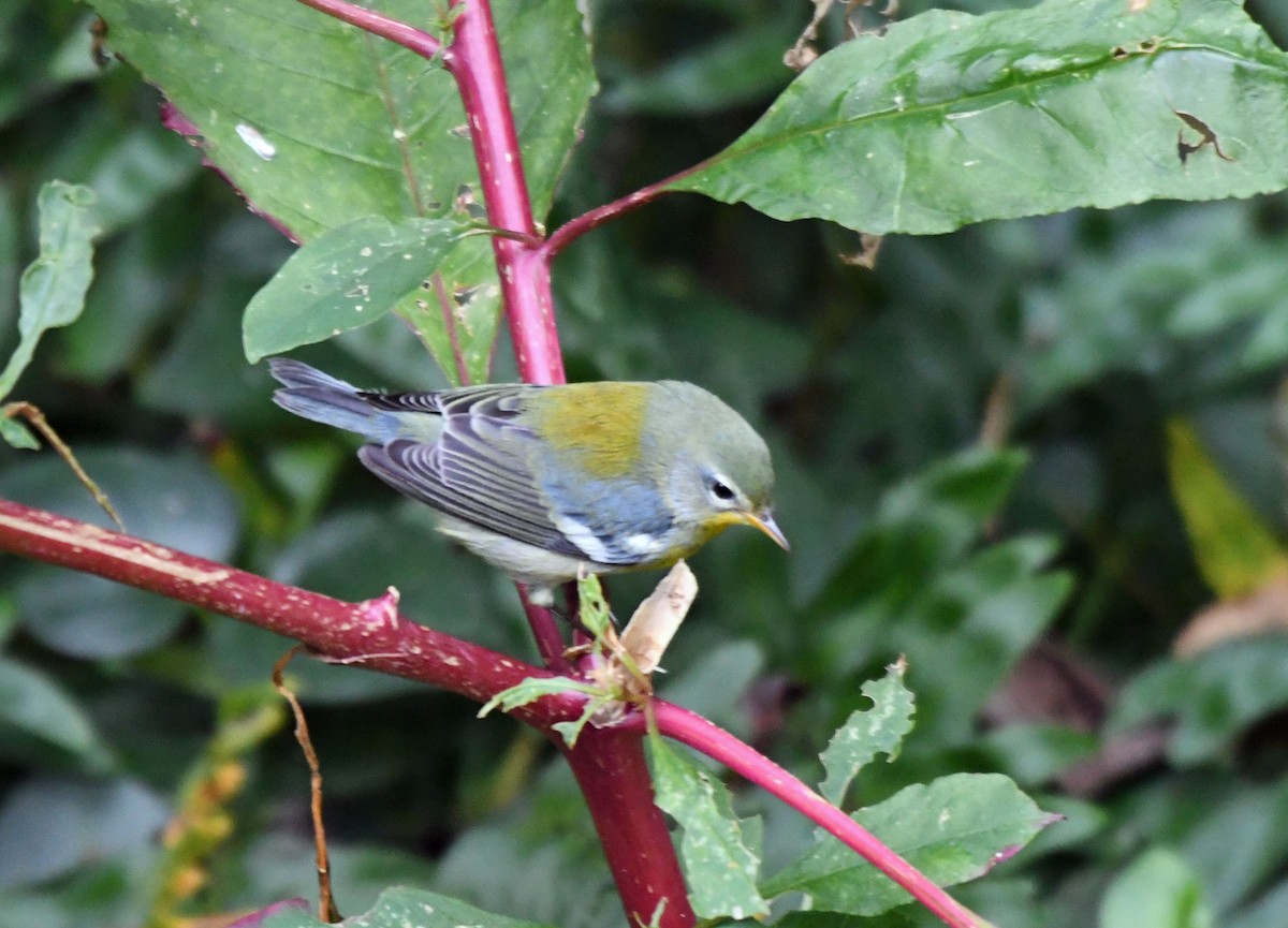 lesňáček lišejníkový - ML642948419