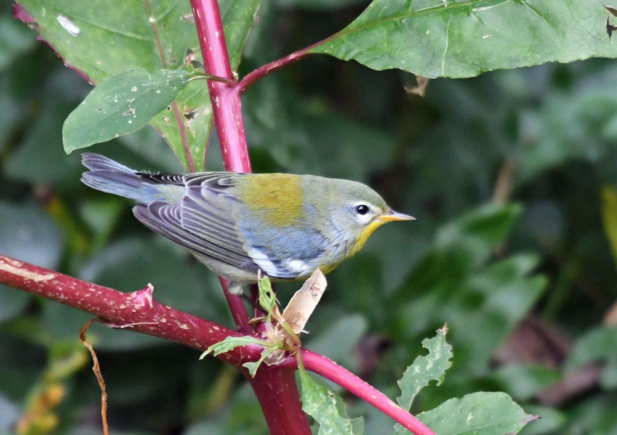 lesňáček lišejníkový - ML642948420