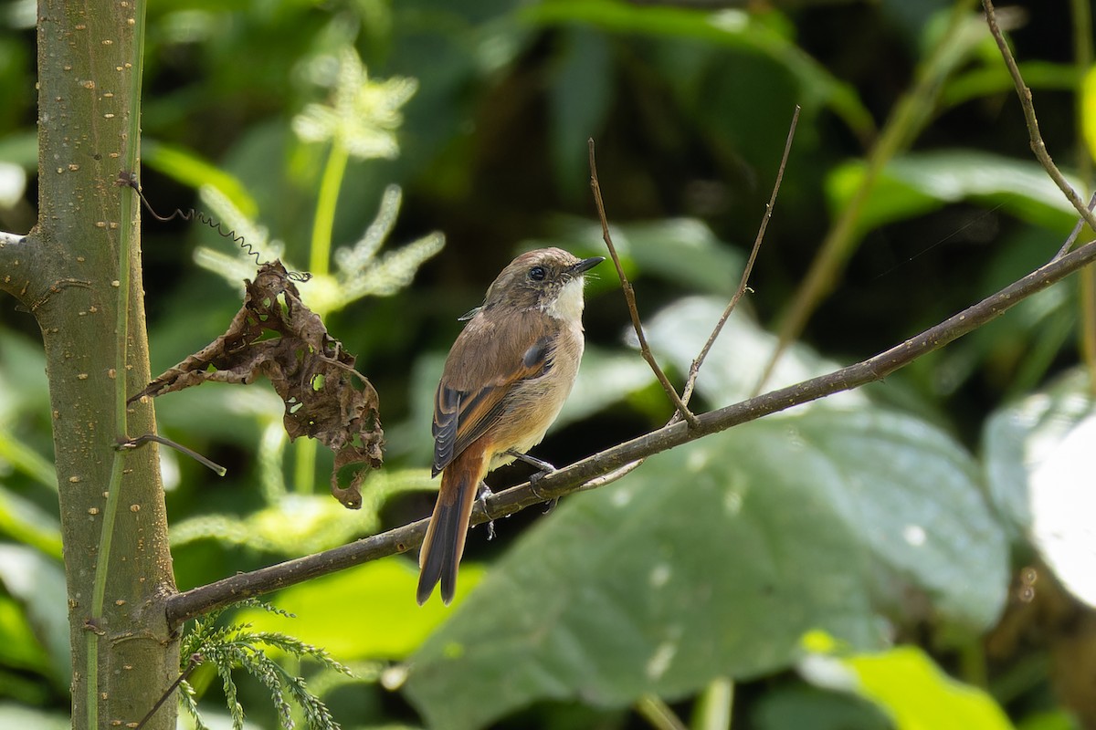 Gray Bushchat - ML642948434