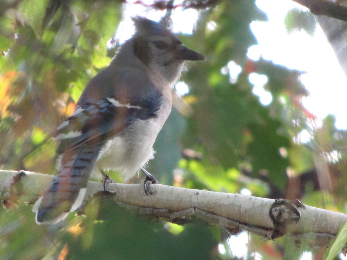 Blue Jay - ML642948438