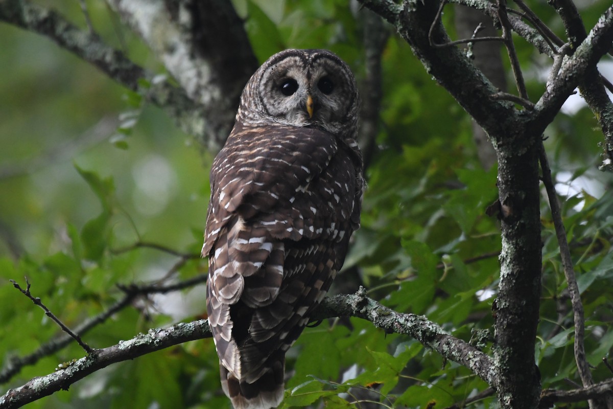 puštík proužkovaný - ML642948451