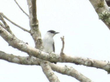 Black-crowned Tityra - ML642948452