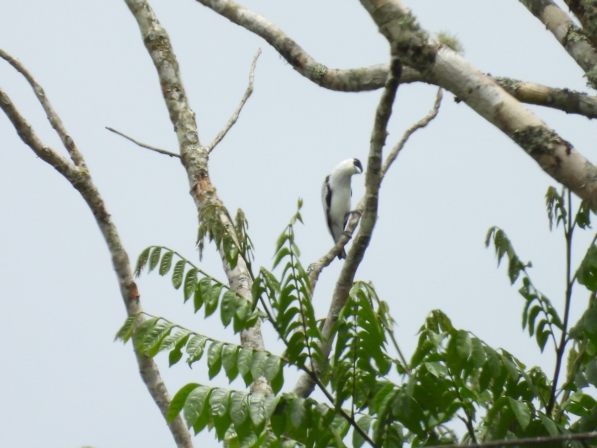 Black-crowned Tityra - ML642948453