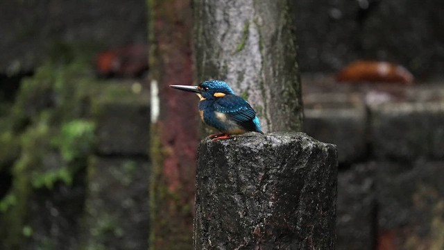 Indigo-banded Kingfisher (Southern) - ML642948457
