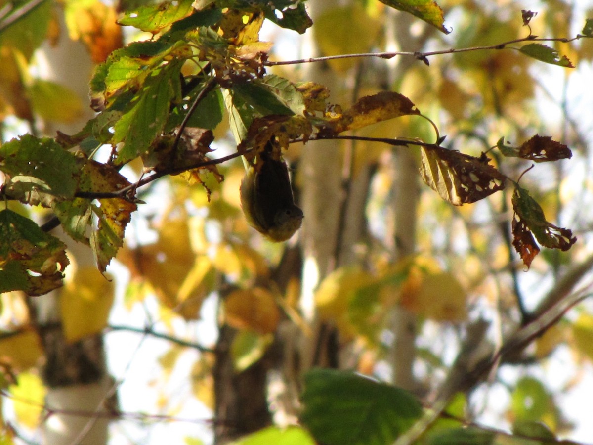 Nashville Warbler - ML642948464