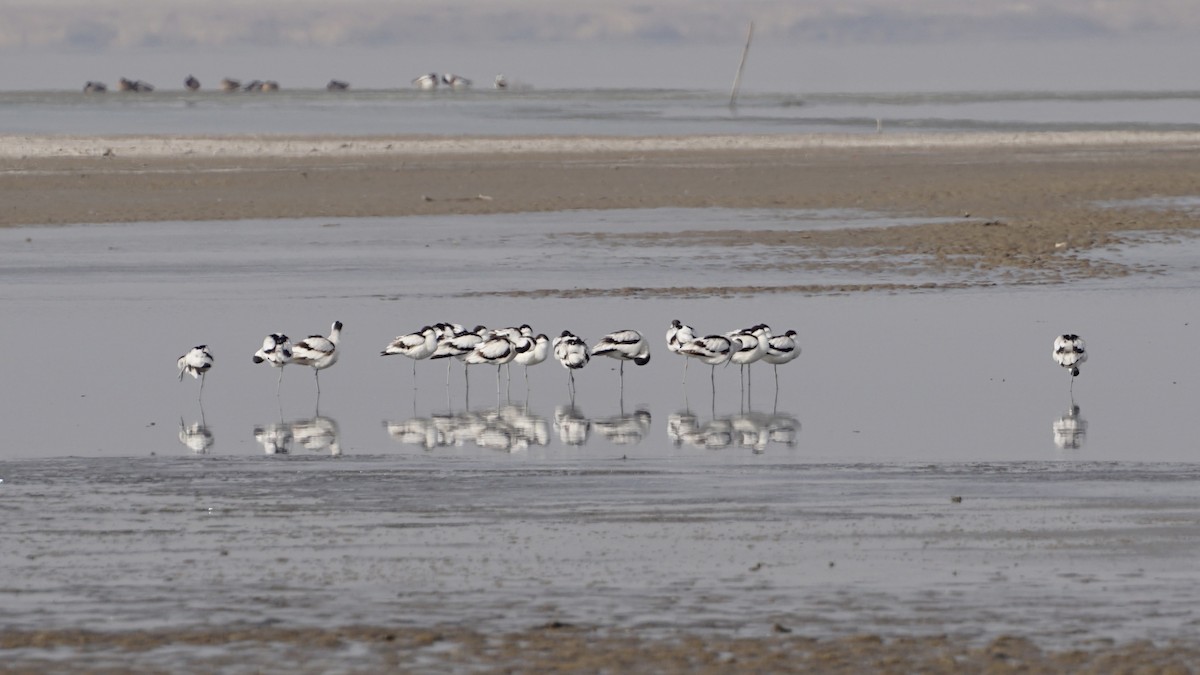 Avoceta Común - ML642948502