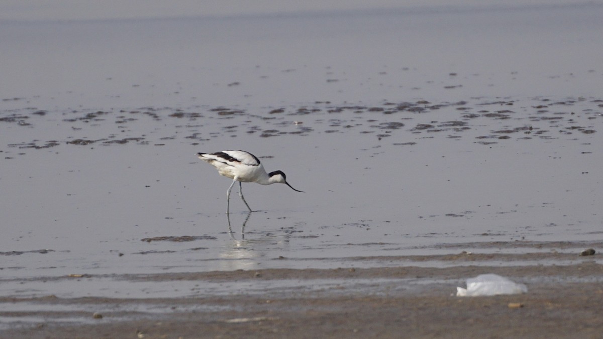 Avoceta Común - ML642948503