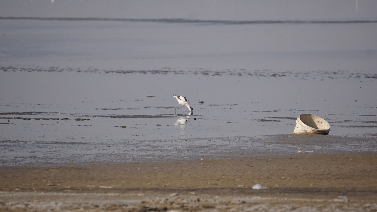 Avoceta Común - ML642948504