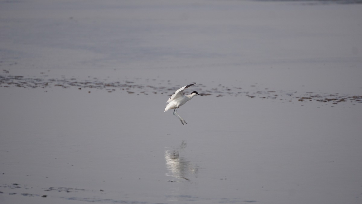 Avoceta Común - ML642948505