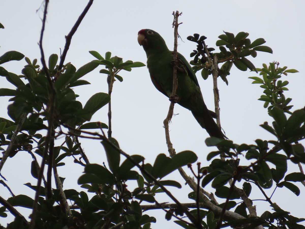 Crimson-fronted Parakeet - ML642948514