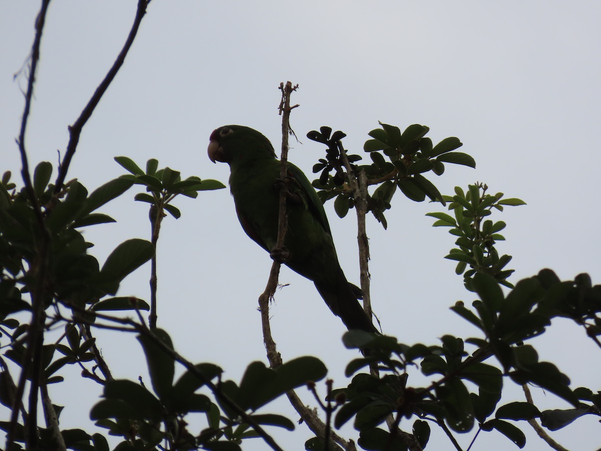 Crimson-fronted Parakeet - ML642948515