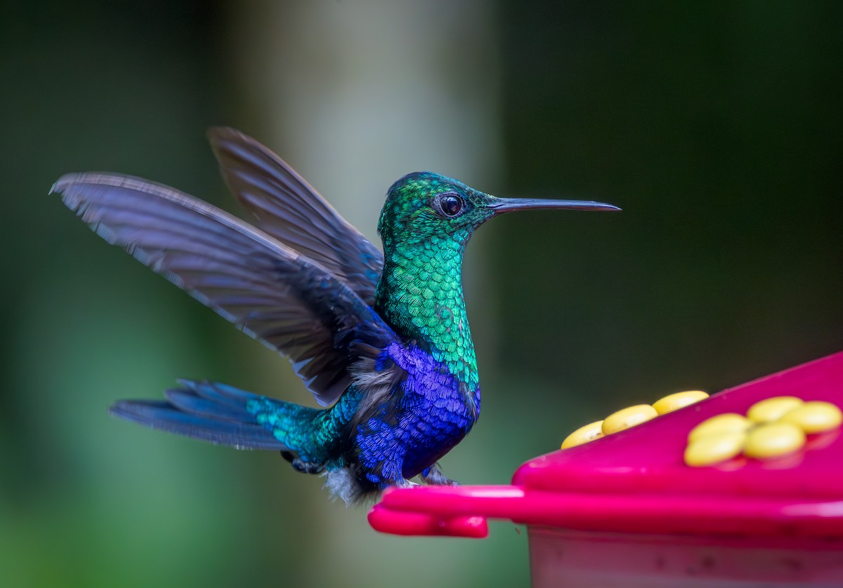 Violet-bellied Hummingbird - ML642948519