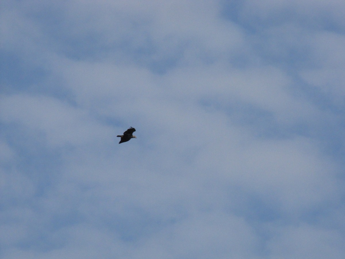 Bald Eagle - ML642948520