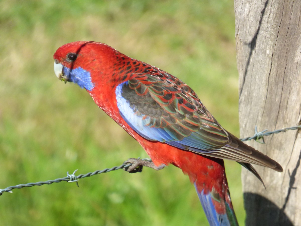 Rosella cremisi - ML642948526