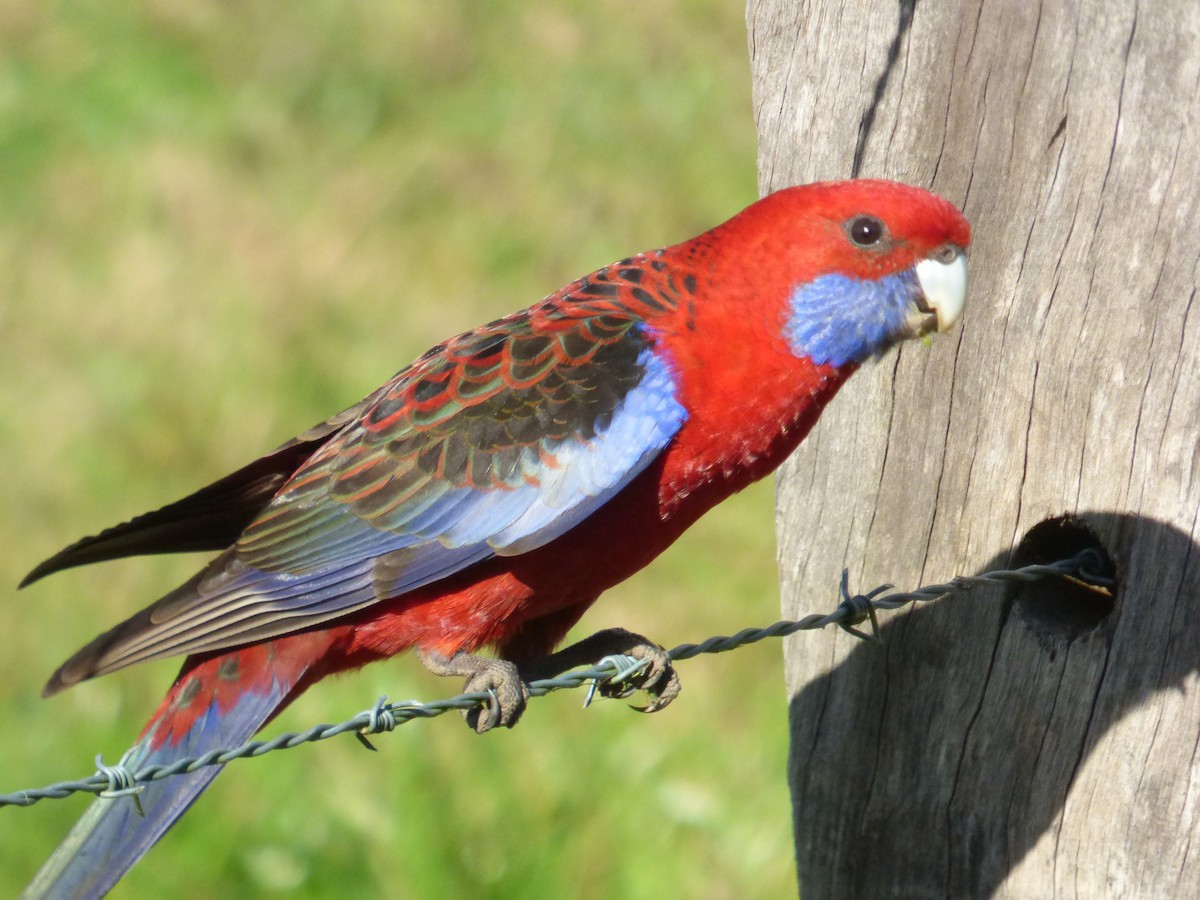 Rosella cremisi - ML642948527