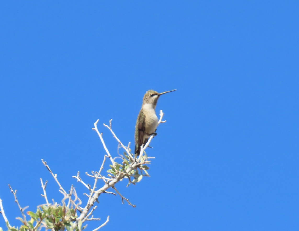 Colibri à gorge noire - ML642948540