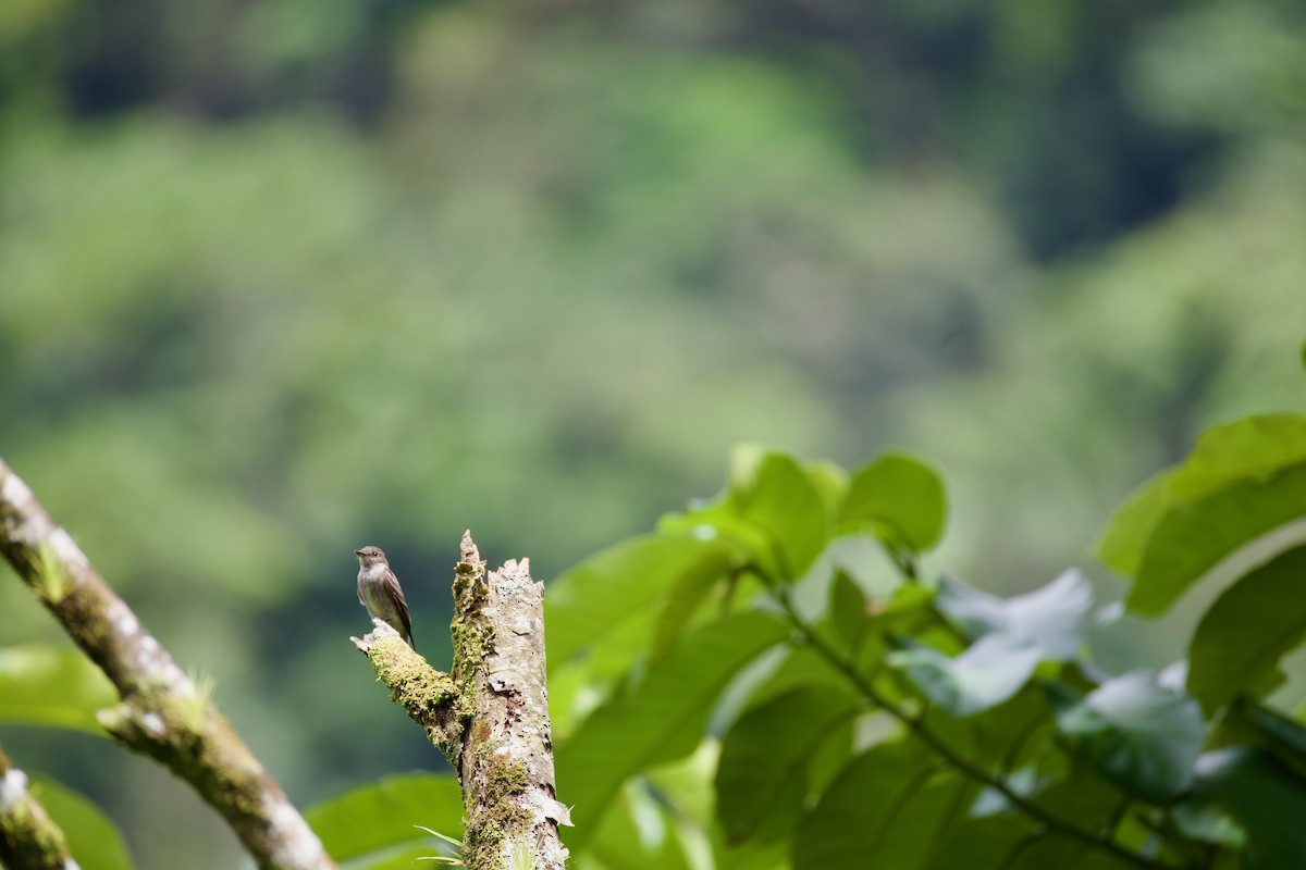 Western/Eastern Wood-Pewee - ML642948541