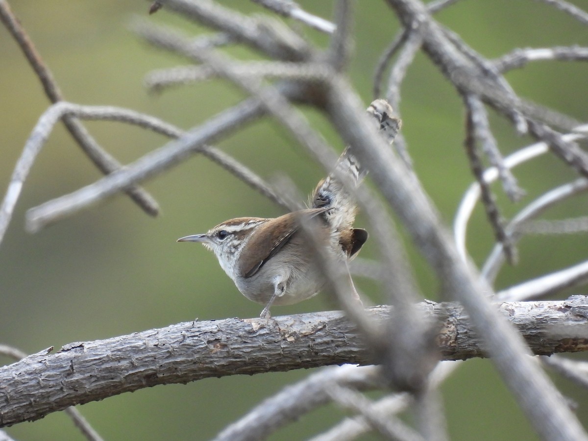 Bewick's Wren - ML642948566