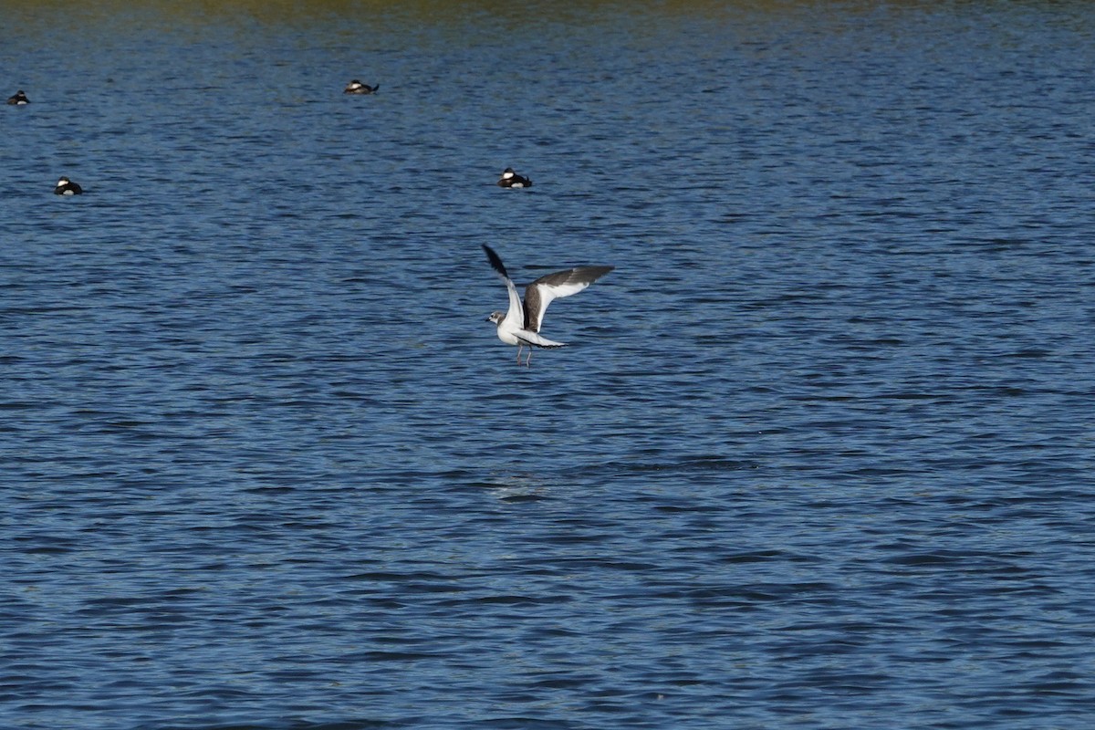 Sabine's Gull - ML642948567